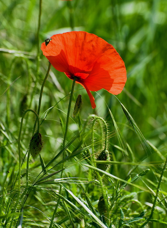 toskanaD35_6920-1 als Smart-Objekt-1 Kopie.jpg - Überall am Wegesrand wächst der Klatschmohn